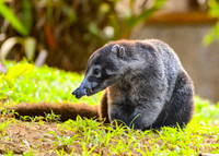 White nosed coati
