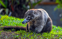 White nosed coati
