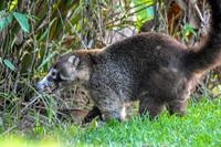 White nosed coati