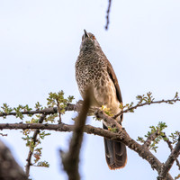 White rumped babbler