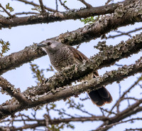 White rumped babbler