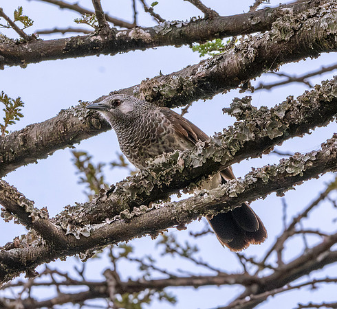 White rumped babbler