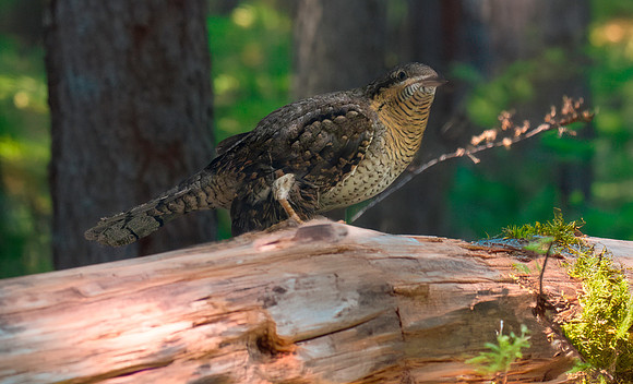Wryneck