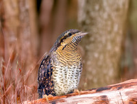 Wryneck