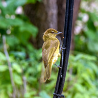 Yellow bellied greenbul