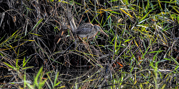 Yellow bittern