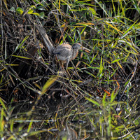 Yellow bittern