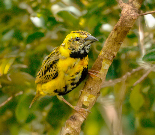 Yellow crowned bishop