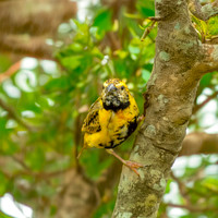 Yellow crowned bishop