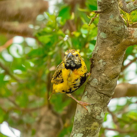 Yellow crowned bishop