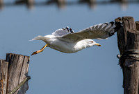 Yellow legged gull