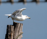 Yellow legged gull