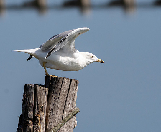 Yellow legged gull