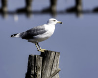 Yellow legged gull