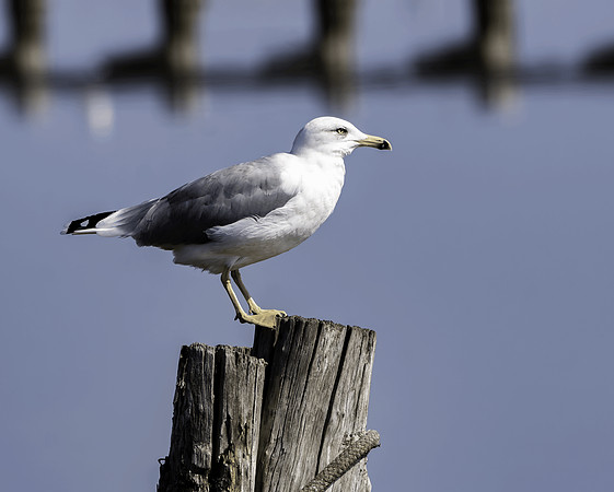 Yellow legged gull