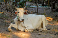Zebu cattle