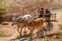Zebu cattle