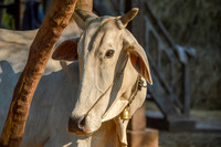 Zebu cattle