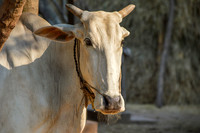 Zebu cattle