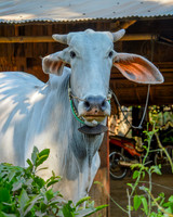 Zebu cattle