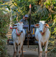 Zebu cattle