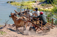 Zebu cattle