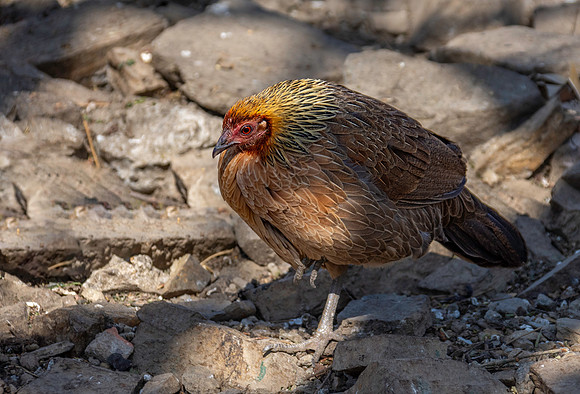 Red junglefowl, female