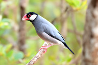 Java sparrow