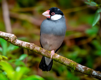 Java sparrow