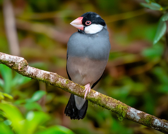 Java sparrow