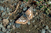Tropical checkered skipper