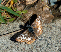 Tropical checkered skipper