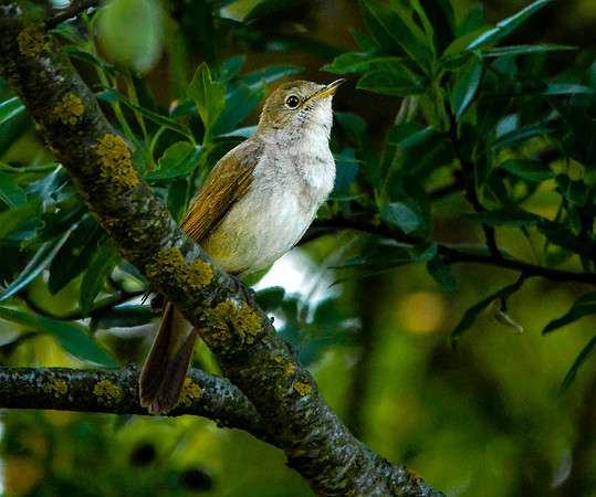 Nightingale