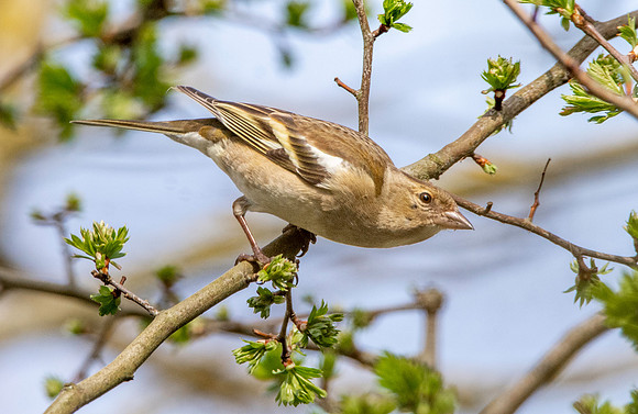 Chaffinch, female