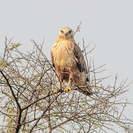 Long legged buzzard
