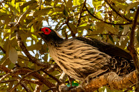 Kalij pheasant, male