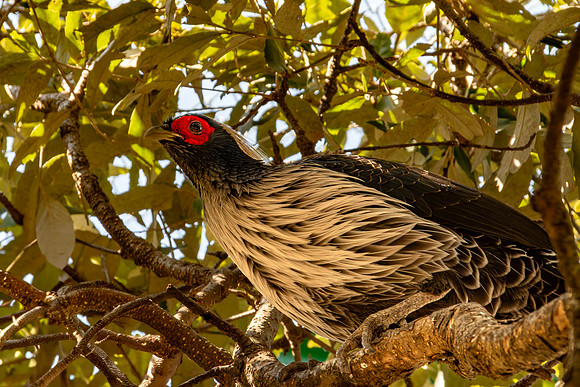 Kalij pheasant, male
