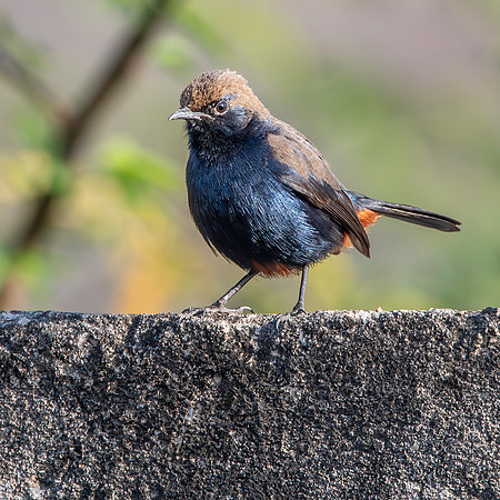 Indian robin, male