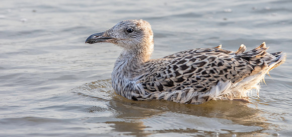 Great black backed gull, juvenile