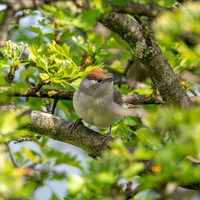 Blackcap, female