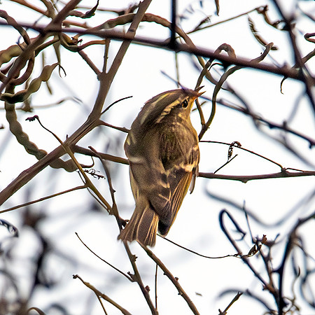 Brooks's leaf warbler
