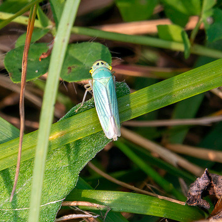 Green leafhopper