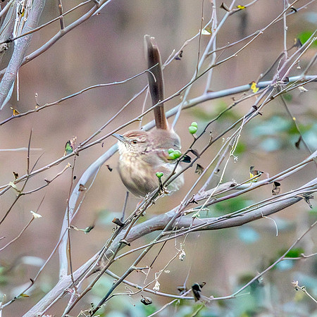 Jungle prinia