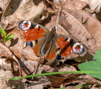Peacock butterfly