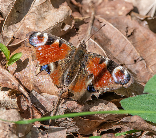 Peacock butterfly