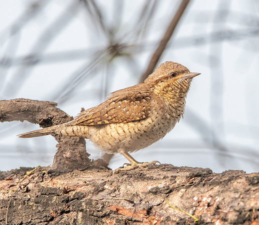 Wryneck