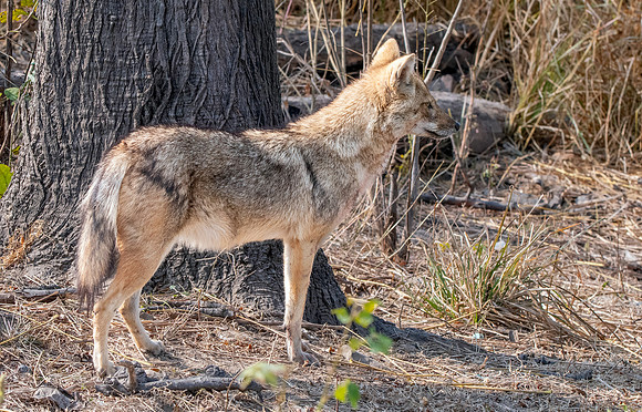 Golden jackal