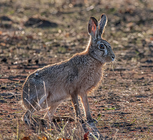 Brown hare