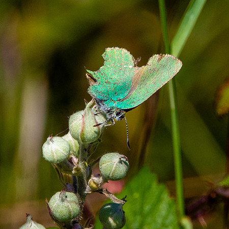 Green hairstreak