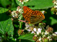 Silver washed fritillary